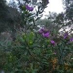 Polygala myrtifolia Blüte