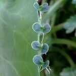 Kalanchoe daigremontiana Blatt