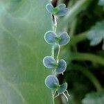 Kalanchoe daigremontiana Leaf