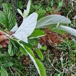 Sorbus aria Leaf