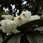 Rhododendron sinogrande Flower