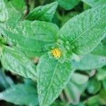 Eleutheranthera ruderalis Floare