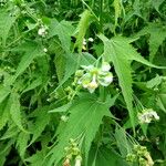 Kitaibelia vitifolia Flor