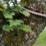 Polypodium vulgareBlad