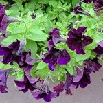 Petunia integrifolia Агульны выгляд