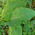 Persicaria orientalis Leaf