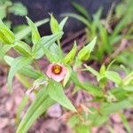 Schultesia guianensis Flower