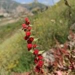 Chenopodium rubrum Цвят