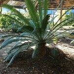 Dioon spinulosum Celota