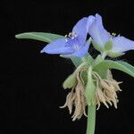 Tradescantia reverchonii Flower