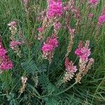 Onobrychis viciifolia Staniste