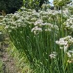 Allium ramosum Habit
