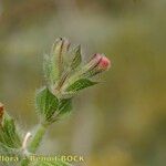 Salvia viridis Other