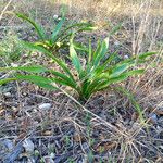 Yucca rupicola Habit