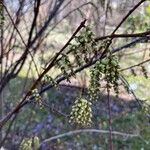 Stachyurus chinensis Hábitos