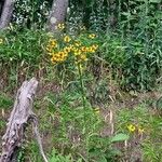 Helenium flexuosum फूल