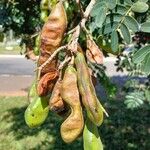 Libidibia ferrea Плод