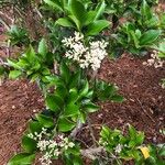 Ligustrum japonicumBlatt