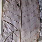 Couepia excelsa Other
