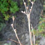 Juncus tenageia Flower