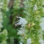 Agastache rugosa Fula