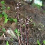 Corallorhiza wisteriana Pokrój