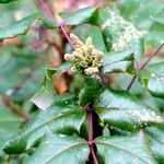 Berberis aquifolium Blatt