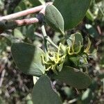 Simmondsia chinensis Άλλα