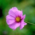 Cosmos bipinnatus 花