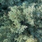 Juniperus chinensis Folha