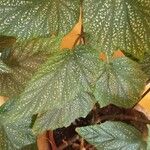 Begonia aconitifolia Φύλλο
