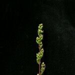 Artemisia stricta Hábito