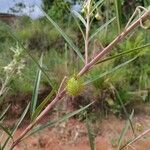 Gomphocarpus fruticosus Fruit