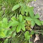 Potentilla thurberi 葉