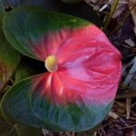 Anthurium andraeanum Flower