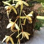 Dendrobium munificum Flor