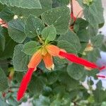 Salvia regla Lorea