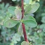 Berberis aggregata Leaf