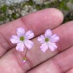 Gypsophila tenuifolia Flor