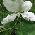 Bauhinia forficataFlower