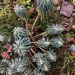 Euphorbia characias 整株植物