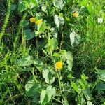 Abutilon mauritianum Habit