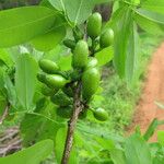 Cleistochlamys kirkii Frucht