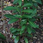 Ardisia escallonioides Blatt