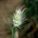 Cynosurus echinatus Mbuma