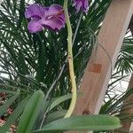 Vanda coerulescens Costuma