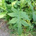 Cirsium oleraceumBlad