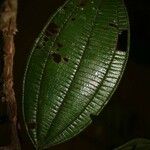 Miconia tschudyoides Leaf