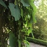 Aristolochia macrophylla Лист