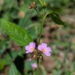 Melochia pyramidata Bloem